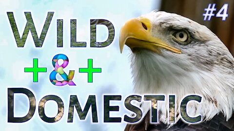 Wild and domestic animals। Part 4। 🐆🐊🐅🦓🐃🦌🦛🦒🐫🦘🐘🦏🦍🦧🦥🦦🦝🦨🦡🐿🦔🐻🦊🐰🐨🐼&🐖🐎🦙🐐🐏🐑🐕🐩🦮🐕‍🦺🐈🐓🐇🐿🌿🍃