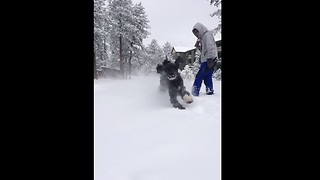 Slow motion captures poodle's excitement for heavy snowfall