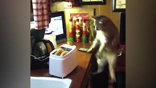 "Startled Cat Jumps Off Table When Toaster Pops"