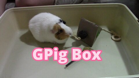 GPig Box Unboxing November 2023! 😎