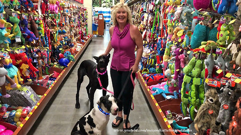 Great Danes check out toys at the pet store