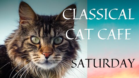 Enjoy an hour of classical music at CLASSICAL CAT CAFE SATURDAY