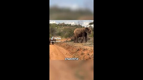 Amazing Communication Between Two Young Elephants Caught on Camera! 😲