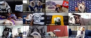 College mascot dogs interviewed via Zoom