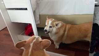 Corgi is disgusted at its reflection in mirror