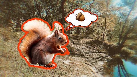Squirrel stole a nut