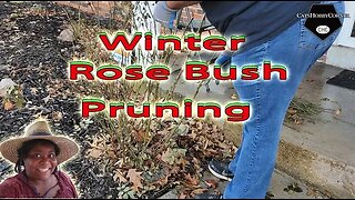 Winter Rose Bush Pruning