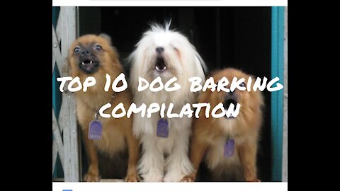 Top 10 dog barking compliations 2021 funny dogs