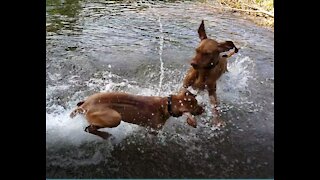 Puppies Learning To Swim In Fast Water
