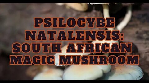 South African Magic Mushroom