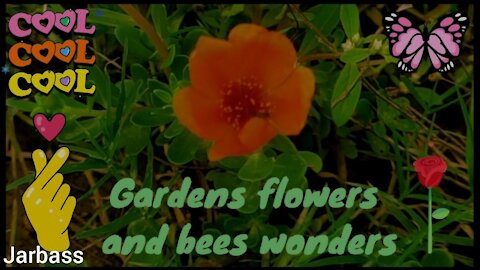 "Gardens flowers and bees wonders"