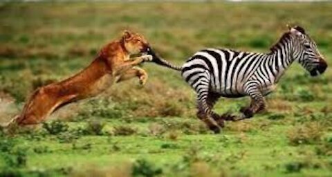 A lion attacks a zebra and preys on it