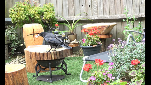 Ragnar Our friendly Crow