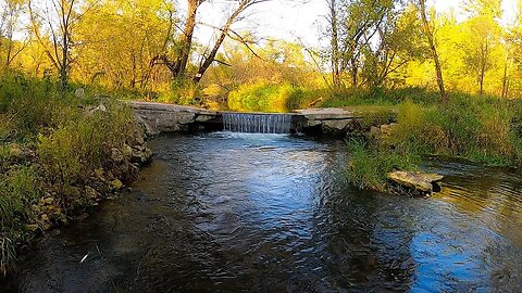 This Creek was FILLED with Hungry TROUT