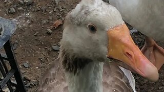 The geese camped outside my cabin 🤣 I’m stalked by birds 🤣🤣❤️