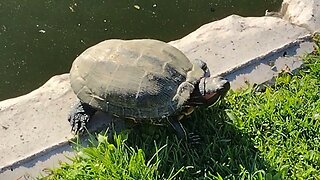 Turtle Sun Bathing