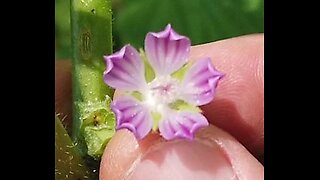 Personal Plant Medicine Blurb - April Hollyhock Malva Mallow Invasive Weed Yin Tonic