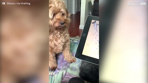 Cette chienne devient folle lorsqu'elle joue sur la tablette