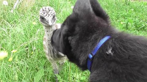 Puppy and emu share special unique friendship