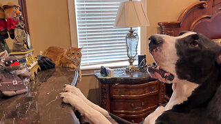 Funny Cat Guards Canadian Critters From Toy Loving Great Dane