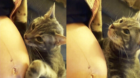 Adorable Reaction of Cat after Discovering it's Owner is PREGNANT