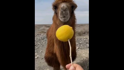 camel eating a lemon