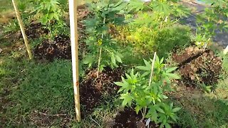 well we going to reveg sum plants quick update outdoor 2023 cannabis grow