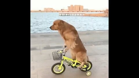 Doggie's Bicycle Adventure