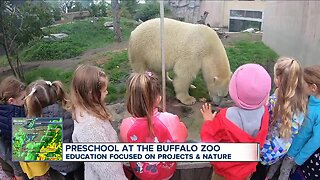 Your child could go to preschool at the Buffalo zoo