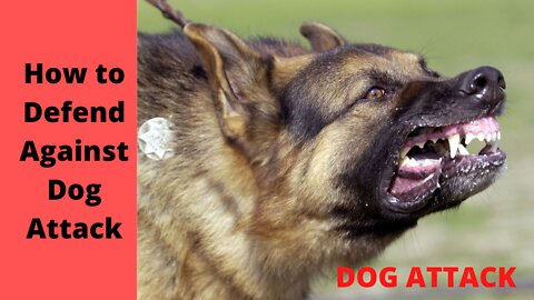 How to Defend Against Dog Attack #usebodyweight #dogattack #selfdefense