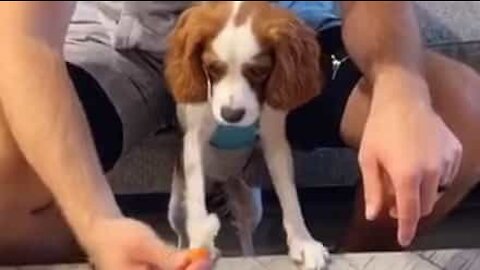 Dog uses its cute looks to try and solicit snack from owner