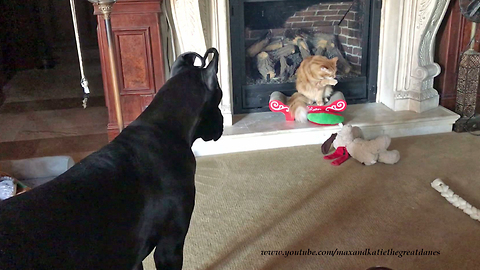 Cat Ignores Playful Great Dane Puppy with Heart Shaped Ears