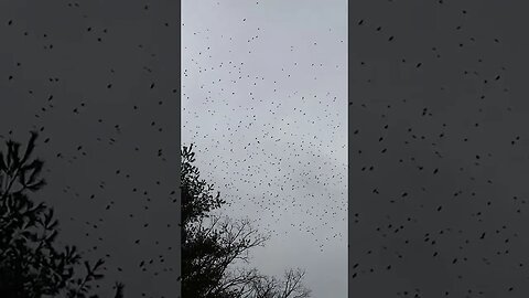 🕊️ Mass Bird Migration 🕊️