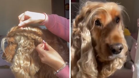 Trendy Cocker Spaniel Gets Beautiful Braid In Her Luscious Hair