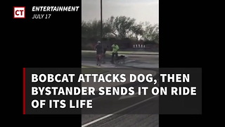 Bobcat Attacks Dog, Then Bystander Sends It on Ride of Its Life