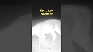 Trail Cam Thursday #shorts #prepperboss #deer