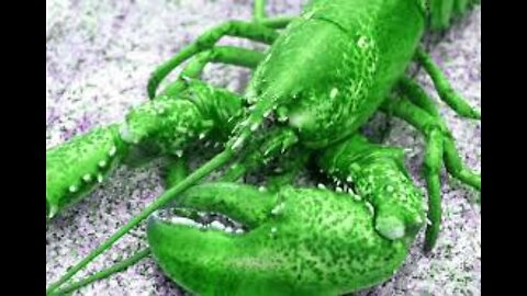 GREEN LOBSTER IN REAL LIFE IRL ACTUAL REAL TRUE RECORDING REAL FOOTAGE OF GREEN LOBSTER