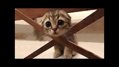 Cute Pets And Funny Animals Compilation ​ 💗 Pets Garden smile please