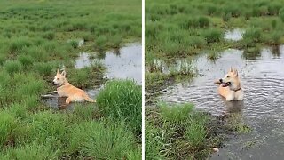 Pup Can't Resist Rolling Around In The Mud