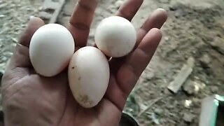 Anda dene wali murgi 😋.. #chicken #farming #omprakash #bangladesh #india #pakistan