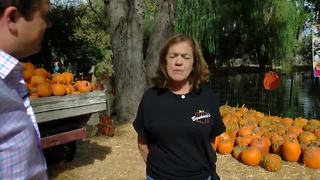 Made in Kern County: Banducci Family Pumpkin Patch