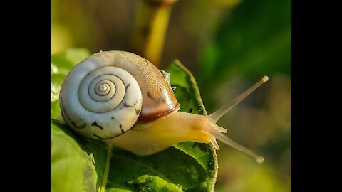 Slow as a Snail