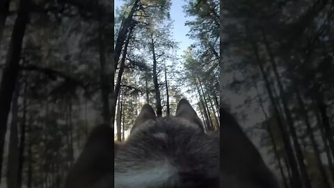 I put a GoPro on my husky 📷 #dogs #husky #funnyhusky #camping #gopro #funnydogs #nature #huskylife