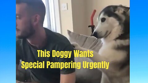This Doggy Always Need Special Pampering - Funny Animals🐾