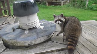 Plotting raccoon gives spine chilling stare