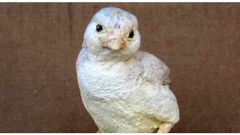 Make a Baby Chick with Paper Mache Clay
