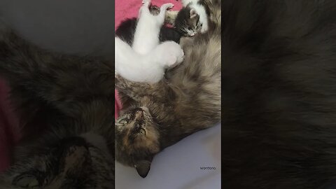 Mother feeding Two week old kittens