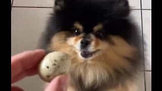 Pomeranian completely obsessed with quail egg!