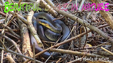 Beautiful snake in nature / dark reptile on a pile of brushwood.