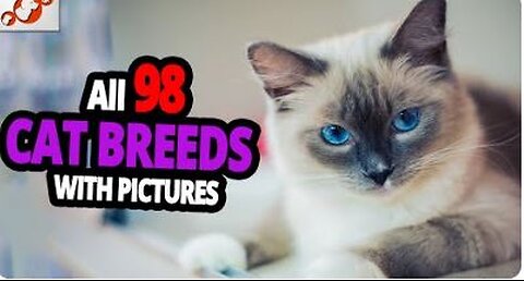 🐈 ALL CAT BREEDS A-Z WITH PICTURES! (ALL 98 BREEDS IN THE WORLD)